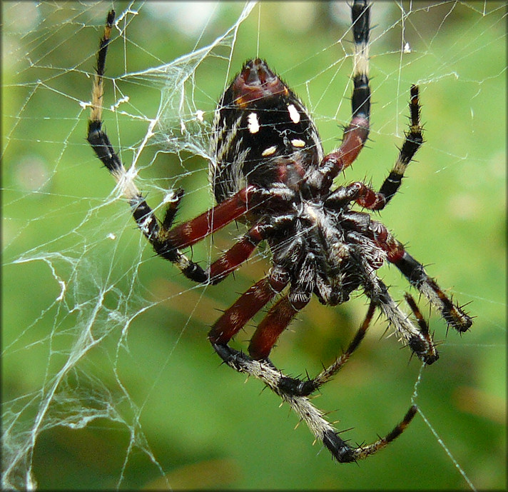 Neoscona Domiciliorum Redfemured Spotted Orb Weaver 0392